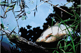 ▲地球環(huán)境不斷惡化