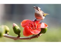 柯尼卡美能達彩色復印機C658打印效果怎么樣？